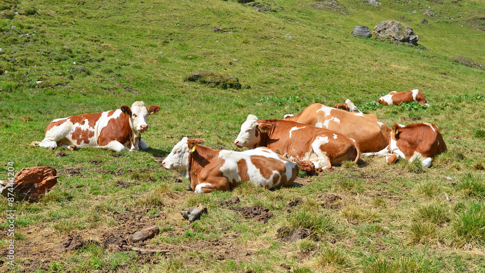 kühe auf der alm