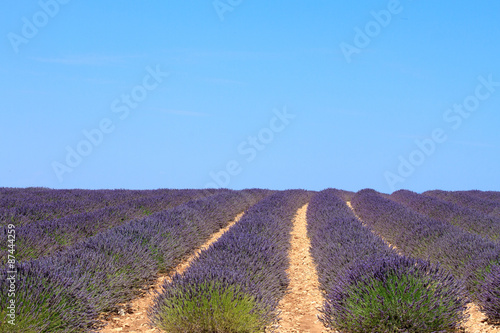 Lavendel Feld Frankreich - Provence