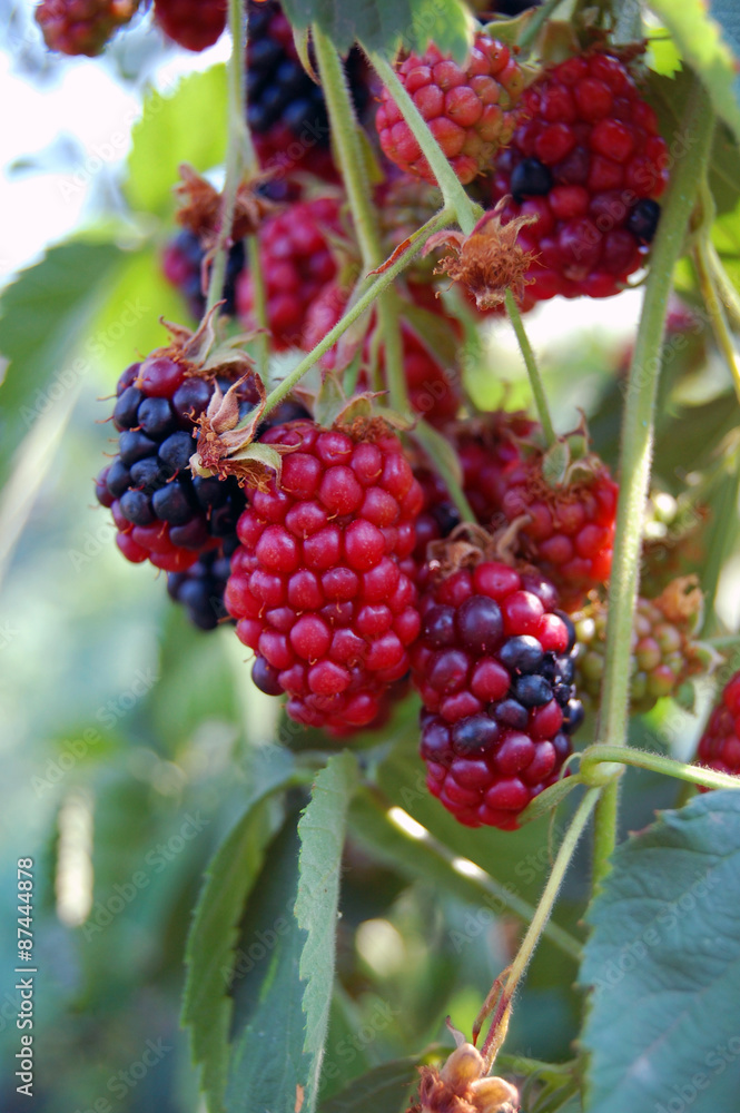 fresh summer fruit background with ripe blackberry bush