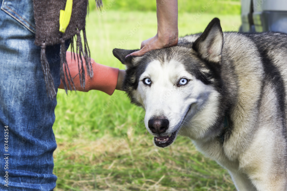 Beautiful fluffy husky poses on a walk Beautiful fluffy husky poses on a walk