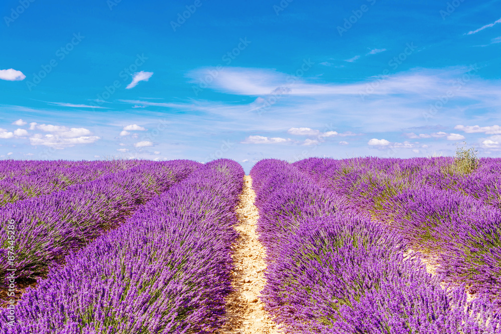 Obraz premium Blossoming lavender fields in Provence, France.