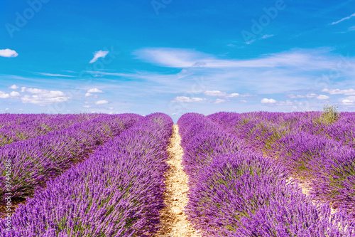 Blossoming lavender fields in Provence  France.