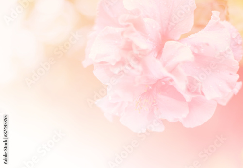 Fototapeta Naklejka Na Ścianę i Meble -  Beautiful flower background