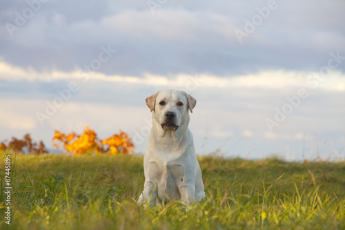 labrador retriever dog on the nature