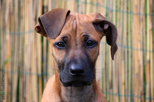 Rhodesian Ridgeback Portrait Welpe
