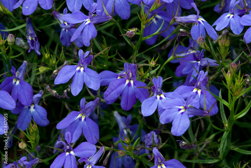 Lobelia erinus