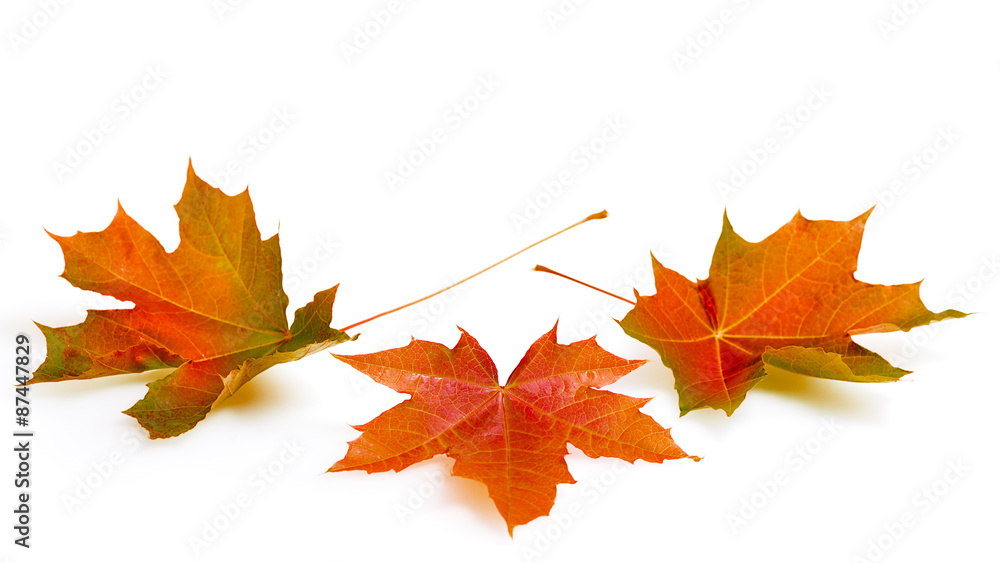 Fototapeta premium autumn leaves