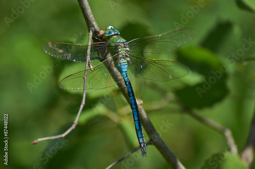 Blue dragonfly   on a twig and eats caught cicada.