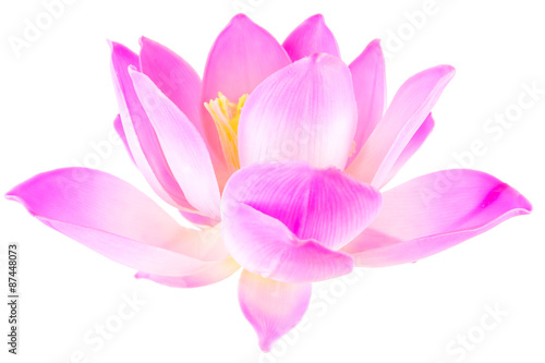 fleur de lotus rose sur fond blanc