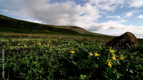 Ladyslippers on the Tablelands - Slider Shift photo