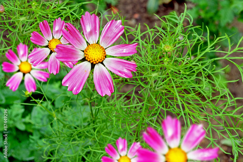 cosmos flowers