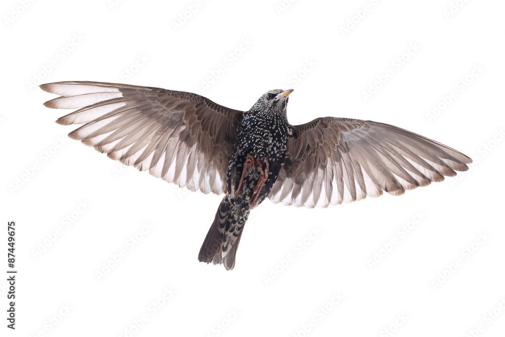 Starling Starling