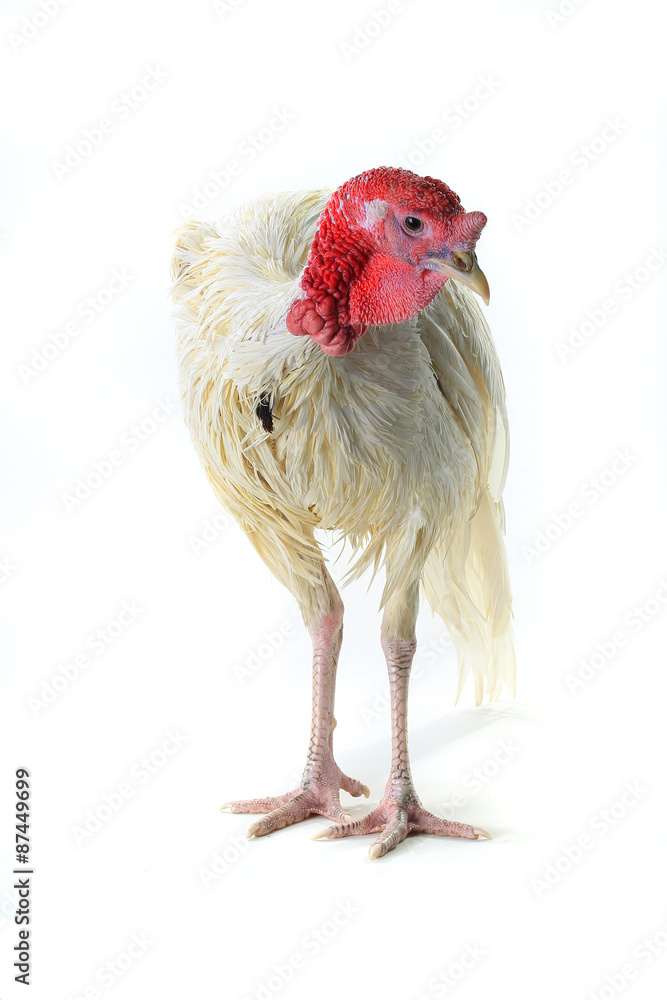 Naklejka premium Turkey