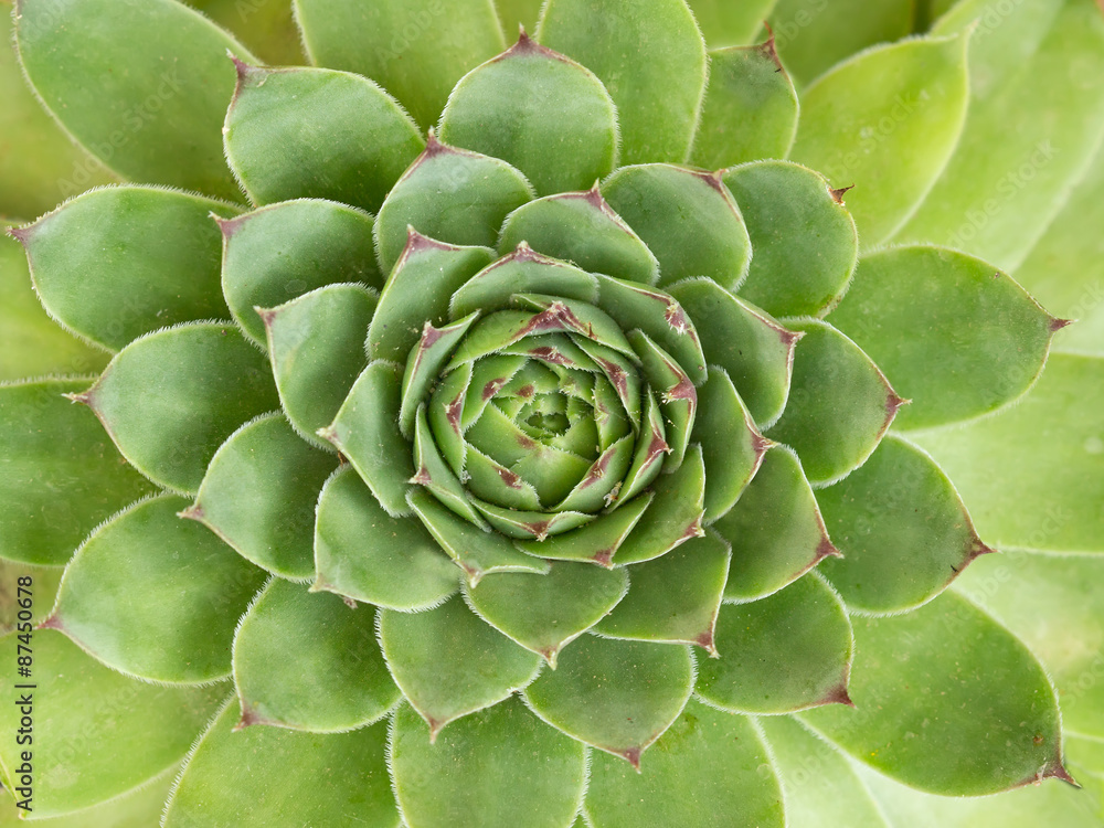 Fototapeta premium closeup green sempervivum for background