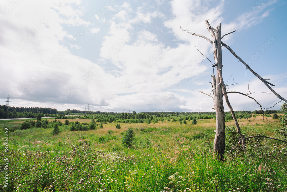 Obraz premium Summer forest