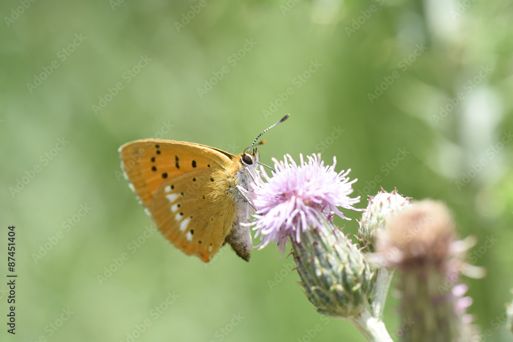 Obraz premium farfalla farfalle insetto ali volare natura