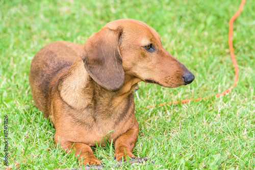 dachshund dog