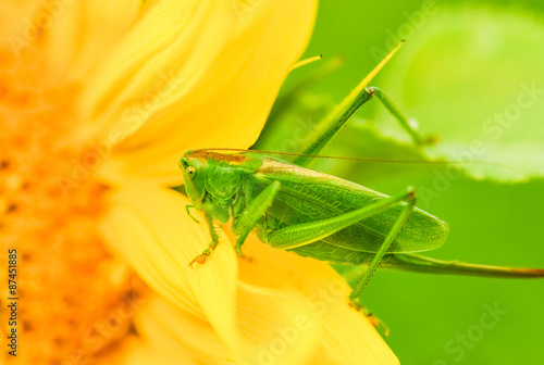 Wallpaper Mural grasshoppers green Torontodigital.ca