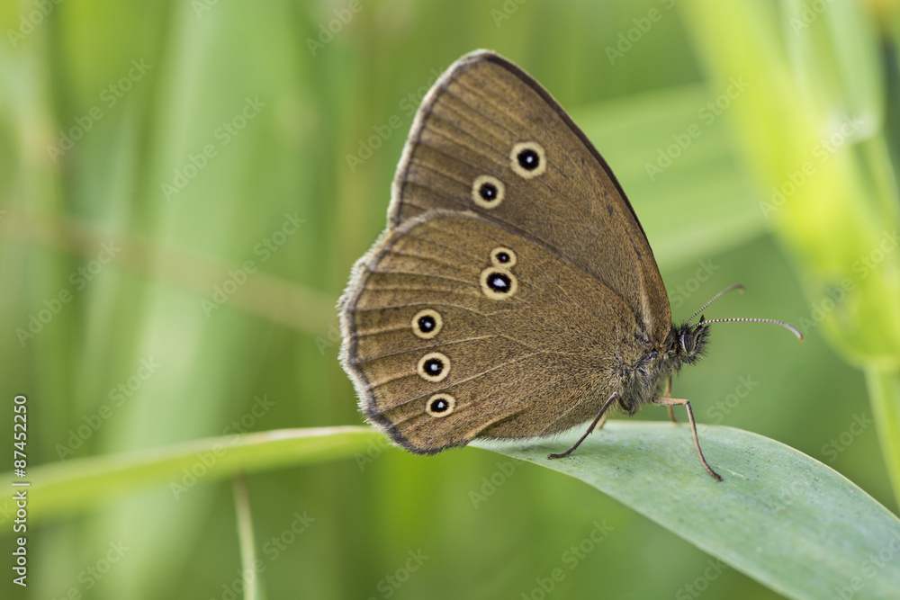 Obraz premium Brauner Waldvogel