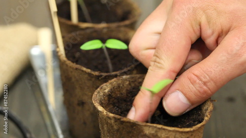 Gardening: Man separating seedlings into planting pots photo