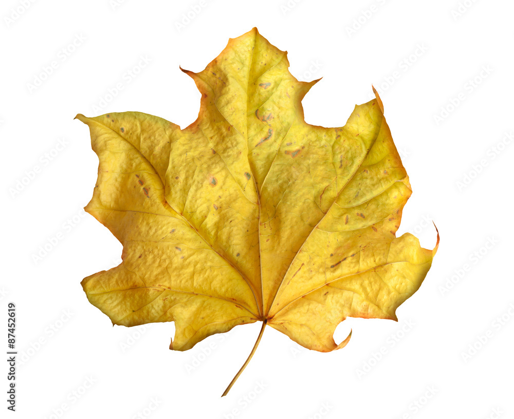Bright yellow maple leaf on white background Bright yellow maple leaf on white background