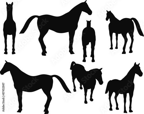 horse silhouette isolated on white