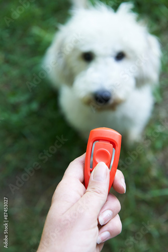 Photography Pet Owner Training Dog Using Clicker