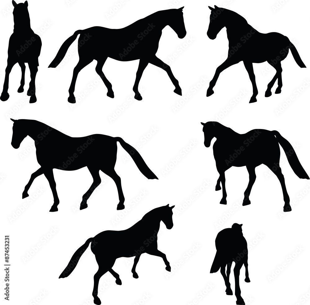 horse silhouette in parade walk pose horse silhouette in parade walk pose
