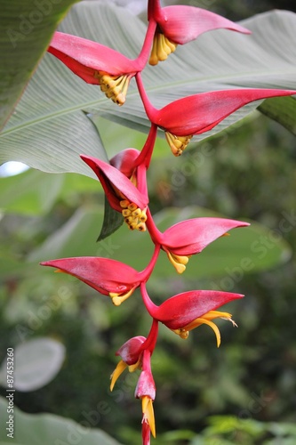 Close up of red and yellow Heliconia Pendula, Hanging Crab Claw Flower, seen in Indonesia, Sulawesi photo