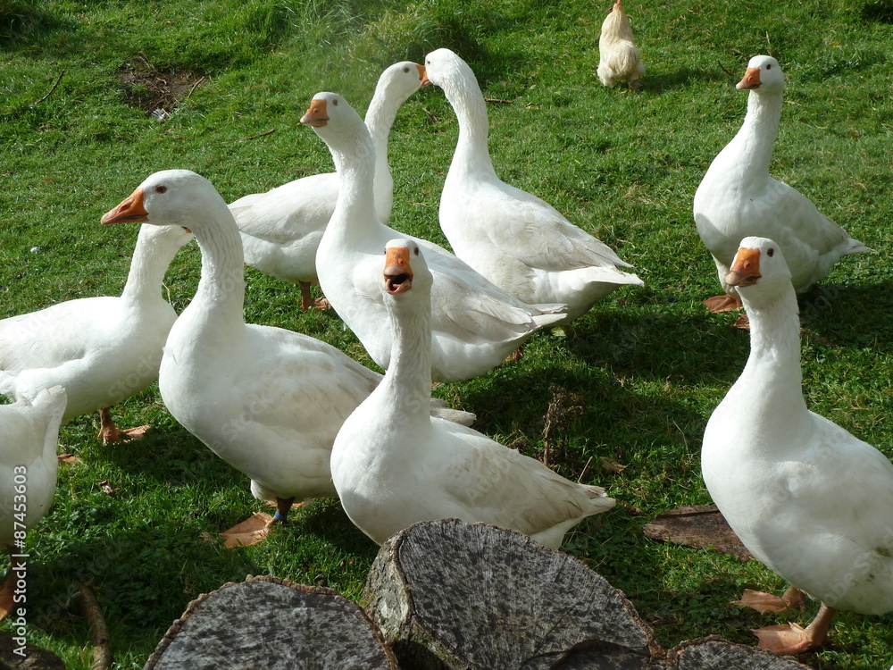 Obraz premium Flock of Embden Geese in Wensleydale