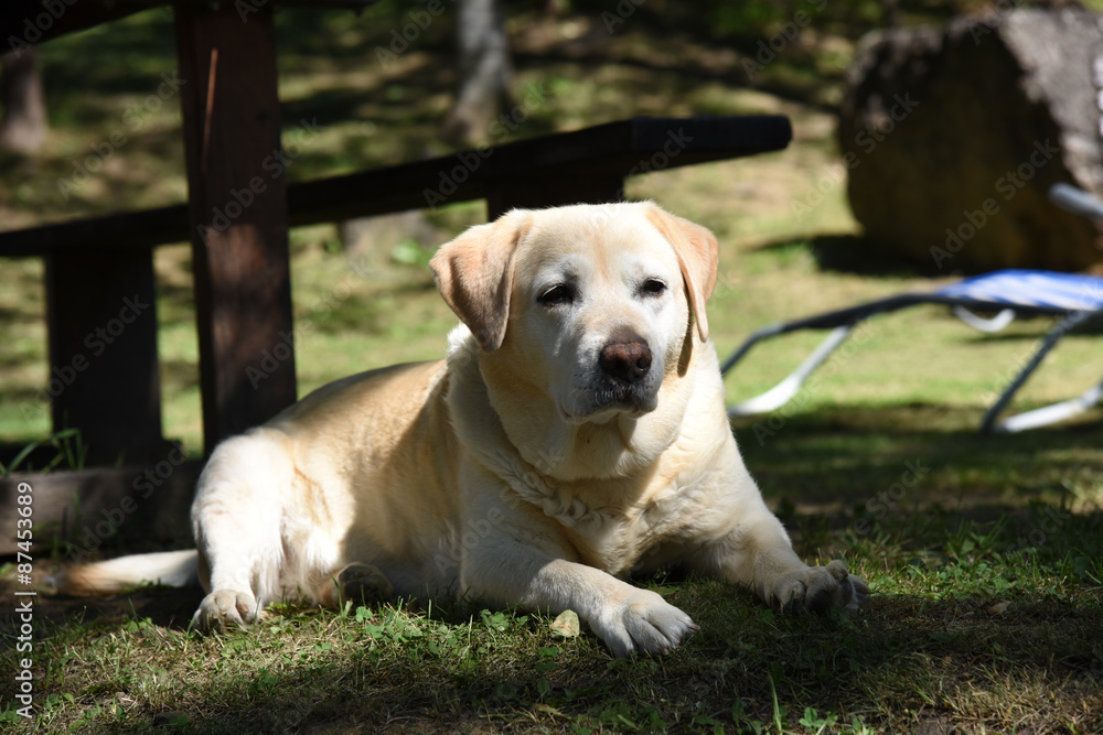 cane cani labrador golden retriever 