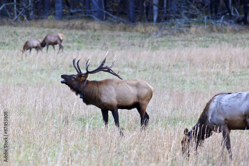 Elk Bugling in a Grassy Field
