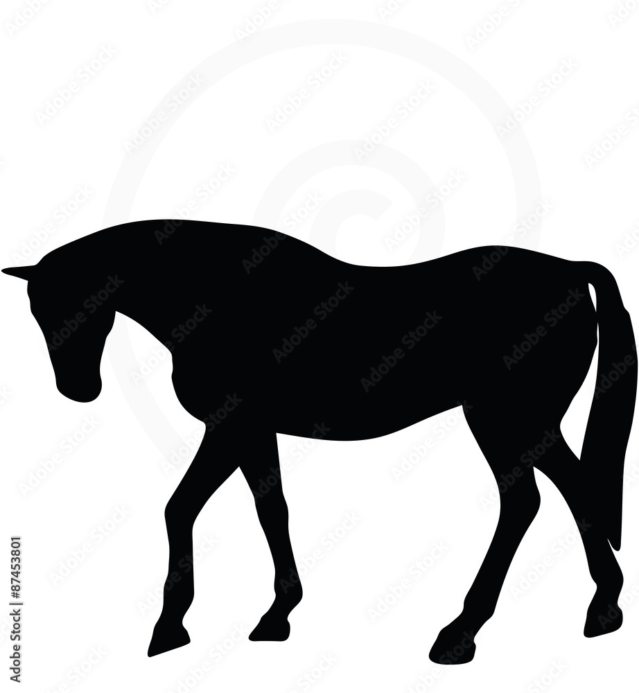 Obraz premium horse silhouette in walking head down