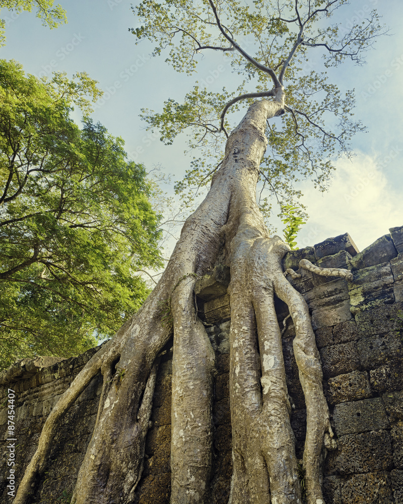 Preah Khan Temple ancient tree roots, Angkor Stock Photo Adobe Stock