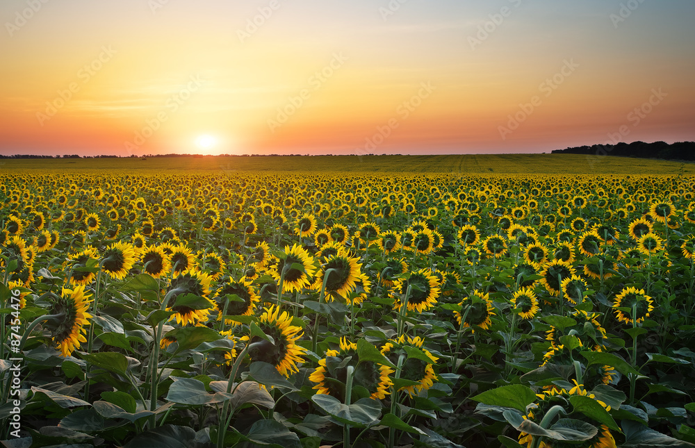 Sunflower fields in warm evening light. 