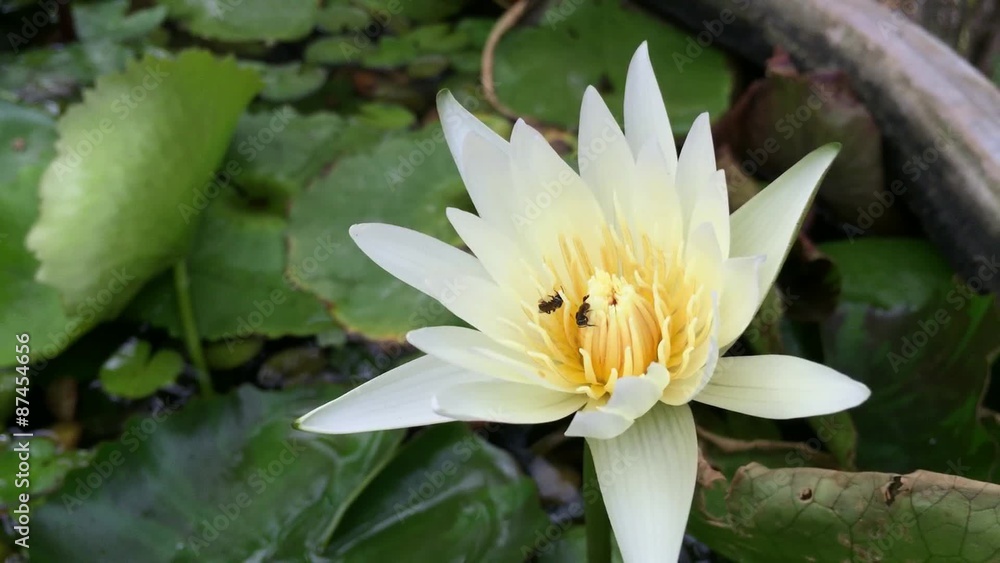 Close up of Yellow lotus on morning with bees. Close up of Yellow lotus on morning with bees.