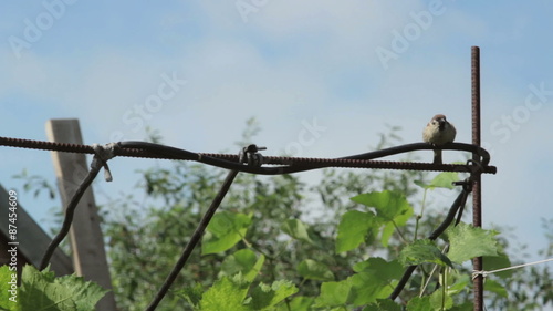 Wallpaper Mural Sparrow on a Branch Torontodigital.ca