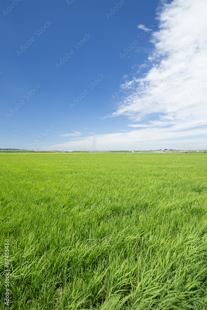 Fototapeta premium 青空と雲と水田