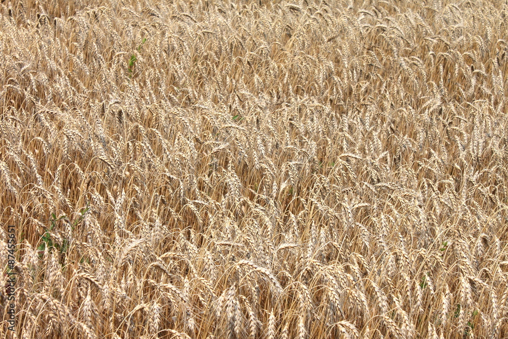 Field of wheat ready to be harvested. Natural color Field of wheat ready to be harvested. Natural color