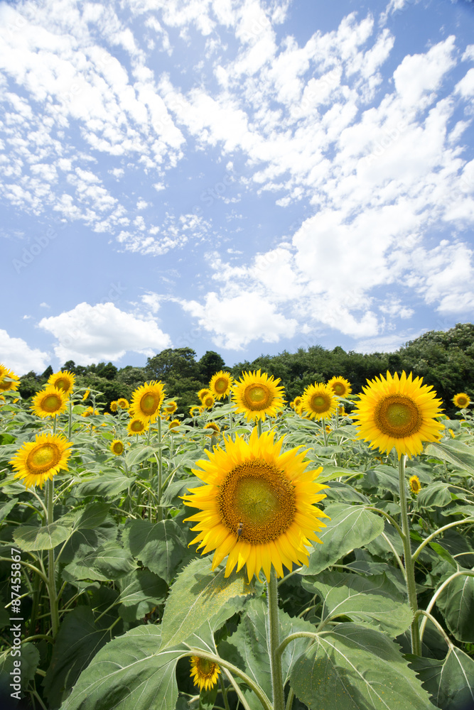 Obraz premium ひまわり（向日葵）