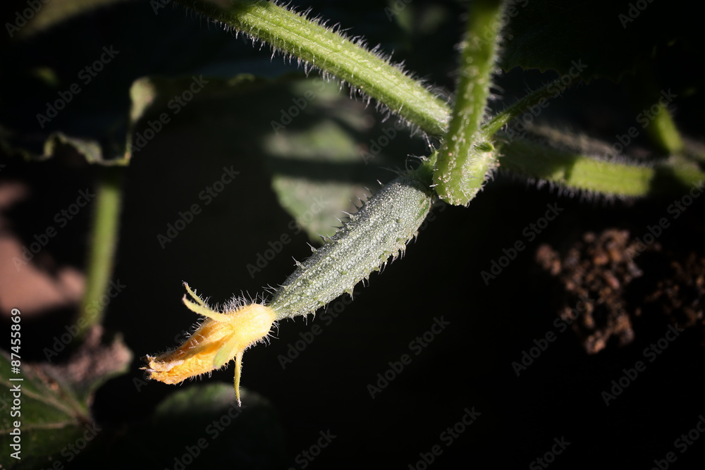Primeros días del pepino Primeros días del pepino
