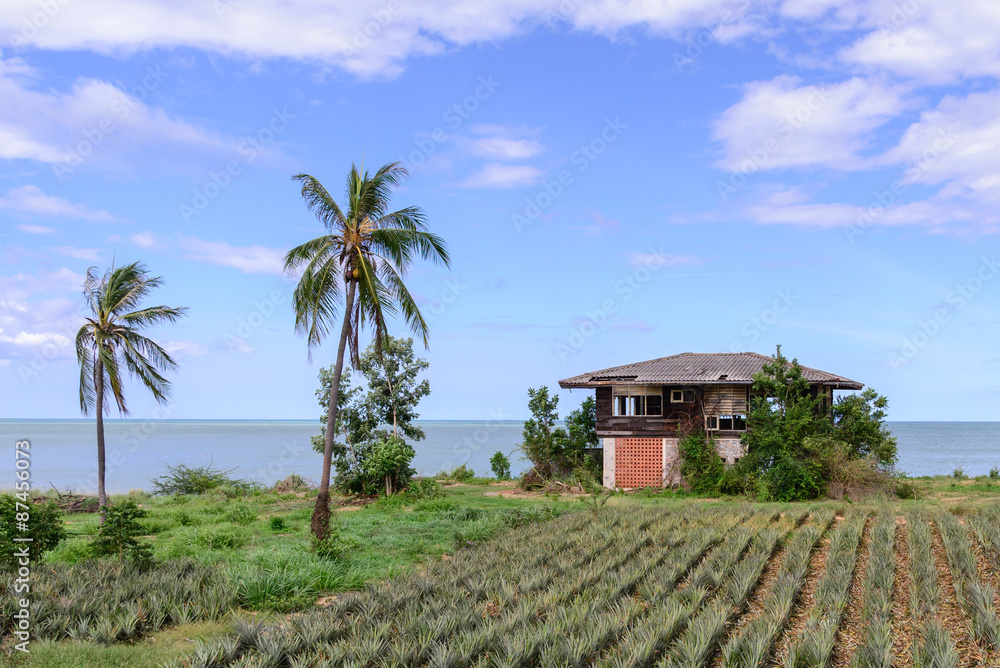 Fototapeta premium Thai style abandoned house seaside with pineapple field.