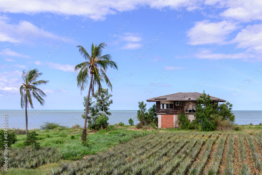 Thai style abandoned house seaside with pineapple field.