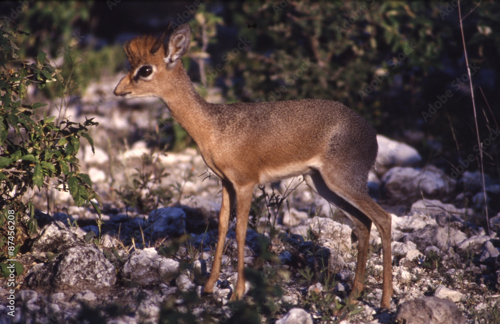 Damara Dik-Dik (Madoqua kirkii) del Parco Nazionale di Etosha in Namibia
Damara Dik-Dik (Madoqua kirkii) del Parco Nazionale di Etosha in Namibia