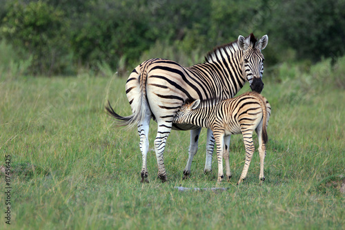 Zebras