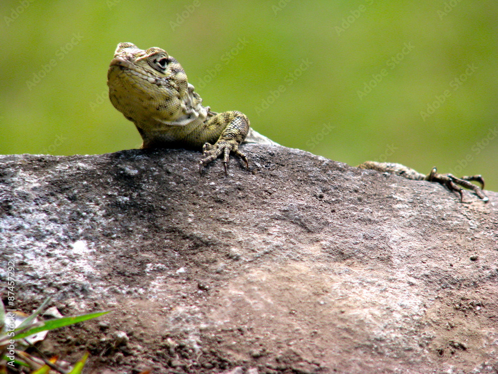 Lizard on Rock Lizard on Rock