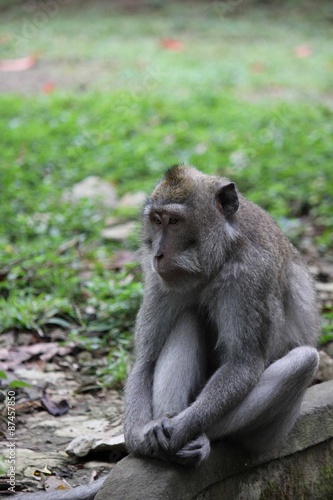 Indonesian Monkey sit ona wall, seems like thinking © greta gabaglio