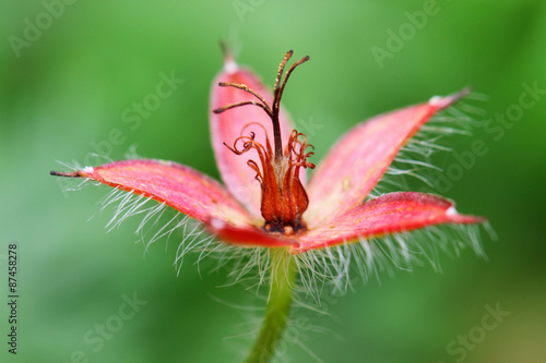Fototapeta Naklejka Na Ścianę i Meble -  Overblown Geranium pratense flower