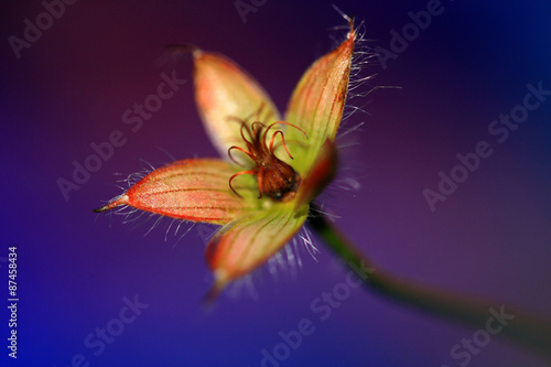 Fototapeta Naklejka Na Ścianę i Meble -  Overblown Geranium pratense flower