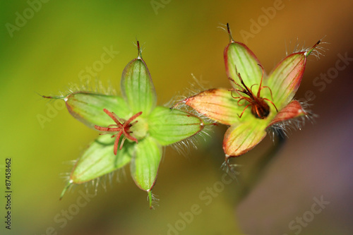 Fototapeta Naklejka Na Ścianę i Meble -  Seed pods of geranium flowers
